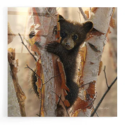 Curious Cub II by Collin Bogle - Unframed Print