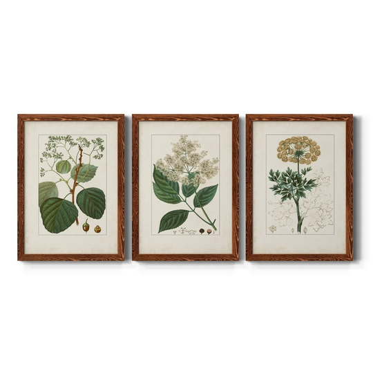 Antique Turpin Botanical IV-Premium Framed Canvas - Ready to Hang - Multi-Color