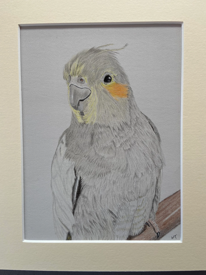 Cockatiel Pencil Drawing Mounted Bird Original Artwork