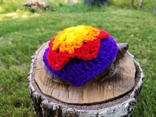 Doily Inspired Costume For Turtles/ Tortoises