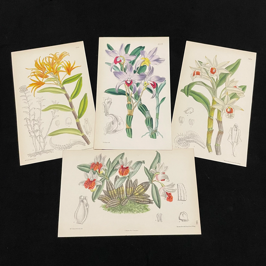 Colorful Dendrobium Orchids, Lot Of Four Hand-Colored Antique Prints, Curtis Botanical Lithographs