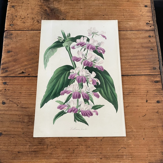 Collinsia Bicolor, Original Hand Colored Antique Print, 1836 Paxton Botanical Engraving