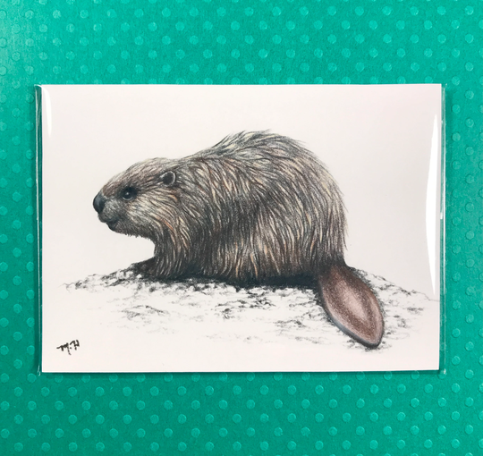 Beaver Itty Bitty Frameless Original Colored Pencil Drawing