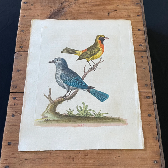 Colorful Songbirds, 1760 Hand-Colored Engraving By Edwards, Original Antique Bird Print