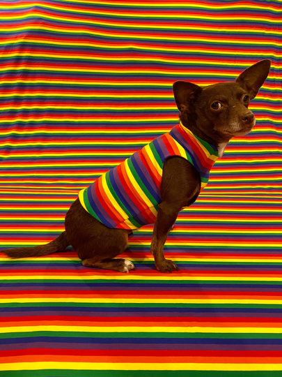 Rainbow Dog Shirt With Red Lining | Pride Coat, Top, Jacket, Jumper, Pullover, Small Dog, Jersey