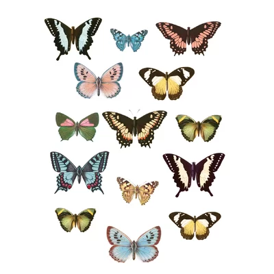 Eves Spread Your Wings Wall Decal