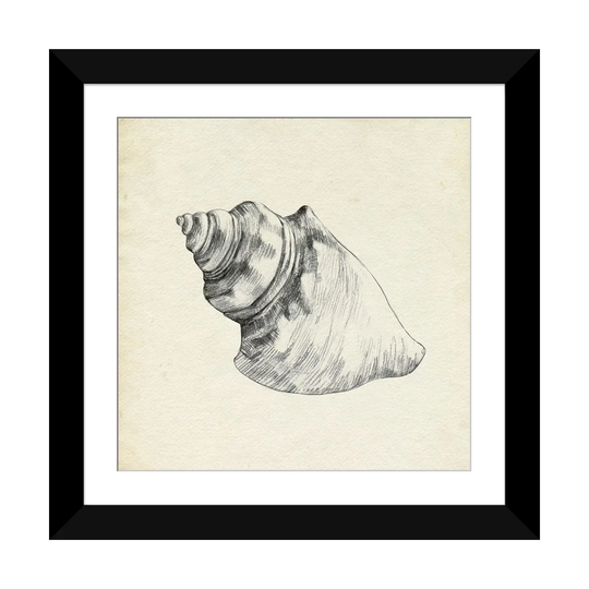 iCanvas "Seashell Pencil Sketch IV" by Emma Caroline