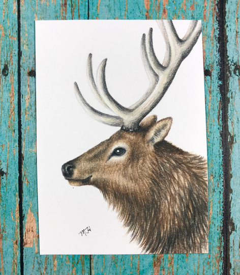 Elk Itty Bitty Frameless Original Colored Pencil Drawing