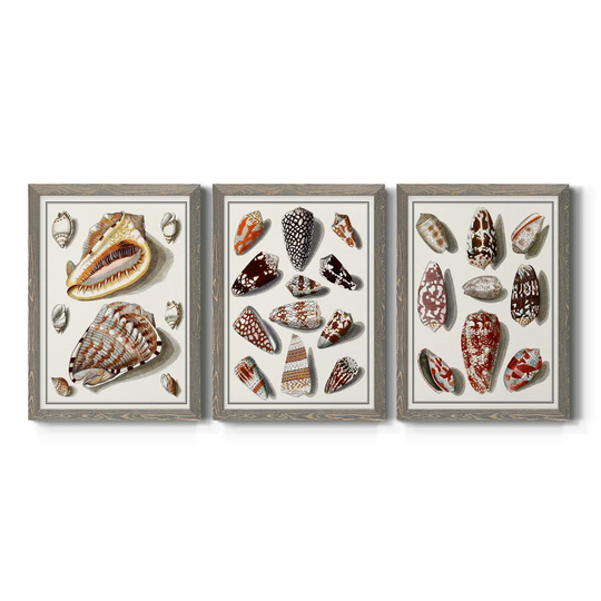 Collected Shells IV-Premium Framed Canvas - Ready to Hang - Multi-Color