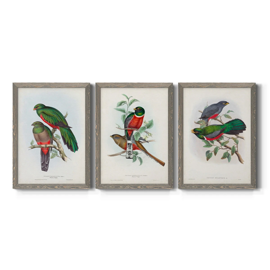 Gould Tropical Birds I-Premium Framed Canvas - Ready to Hang - Multi-Color