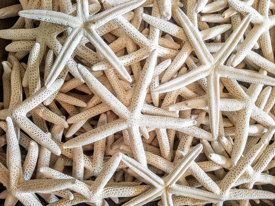 Small 2-3" White Slender Pencil Finger Starfish Sea Star Fish Seashells Shell Diy Crafts Arts Beach Wedding Invite Accent Displays Frames