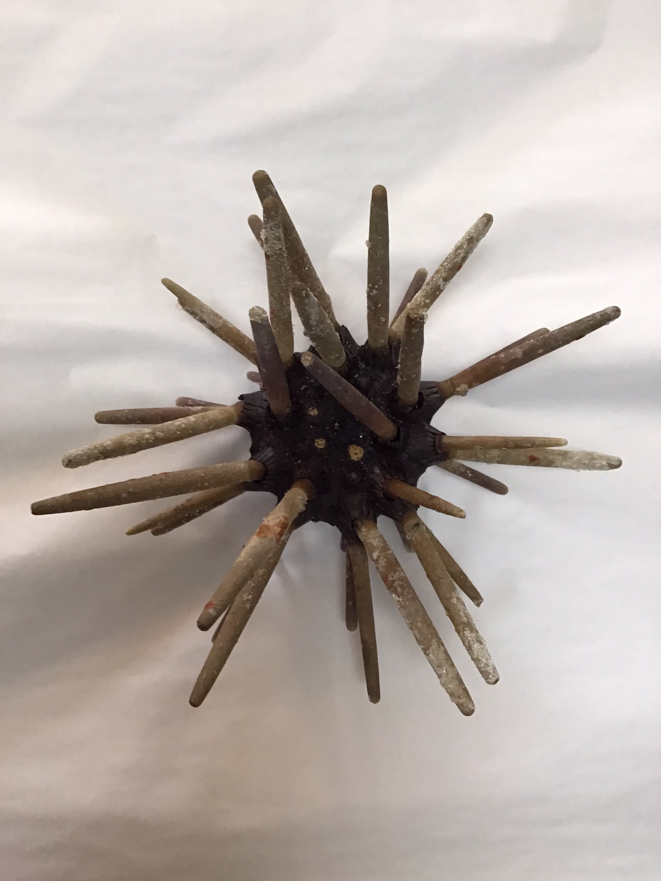 Whole Natural Dried Club Sea Urchin Pencil Urchins Seashells Oddities Conversation Piece Cabinet Of Curiosities Collection Spiky Knob Spines