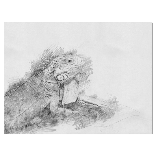 Designart 'Black and White Iguana Pencil Sketch' Animals Print on Wrapped Canvas