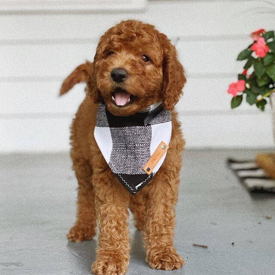 Labradoodle Dog Bandanas, Black White Plaid Bandana, Traditional Tie, Personalized Leather Name Tag Bandanna, Scarf, Pet Accessories