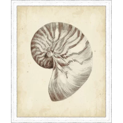 'Antique Shell Study I' Framed Painting Print