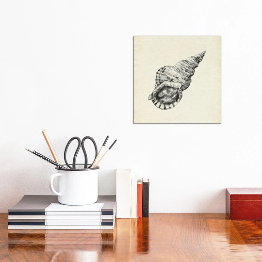 iCanvas "Seashell Pencil Sketch I" by Emma Caroline Canvas Print