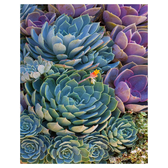Masterpiece Art Gallery Succulent Gemstones IV by Robin Constable Hanson Canvas Art Print - Multi-color