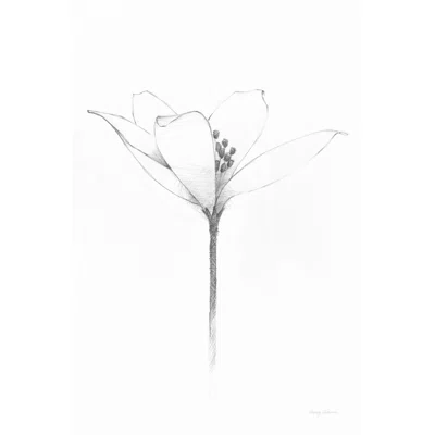 Pencil Floral XI