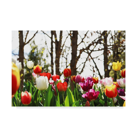 Incredi 'Red and White Flowers' Canvas Art - Multi-color