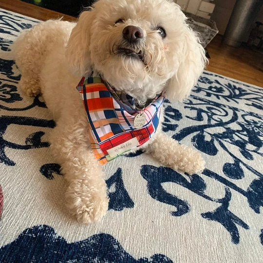 Dog Bandanas For Poodles, Spring Plaid, Bandana, Traditional Tie, Personalized Beige Canvas Name Tag Bandanna, Pet Accessory Bandana