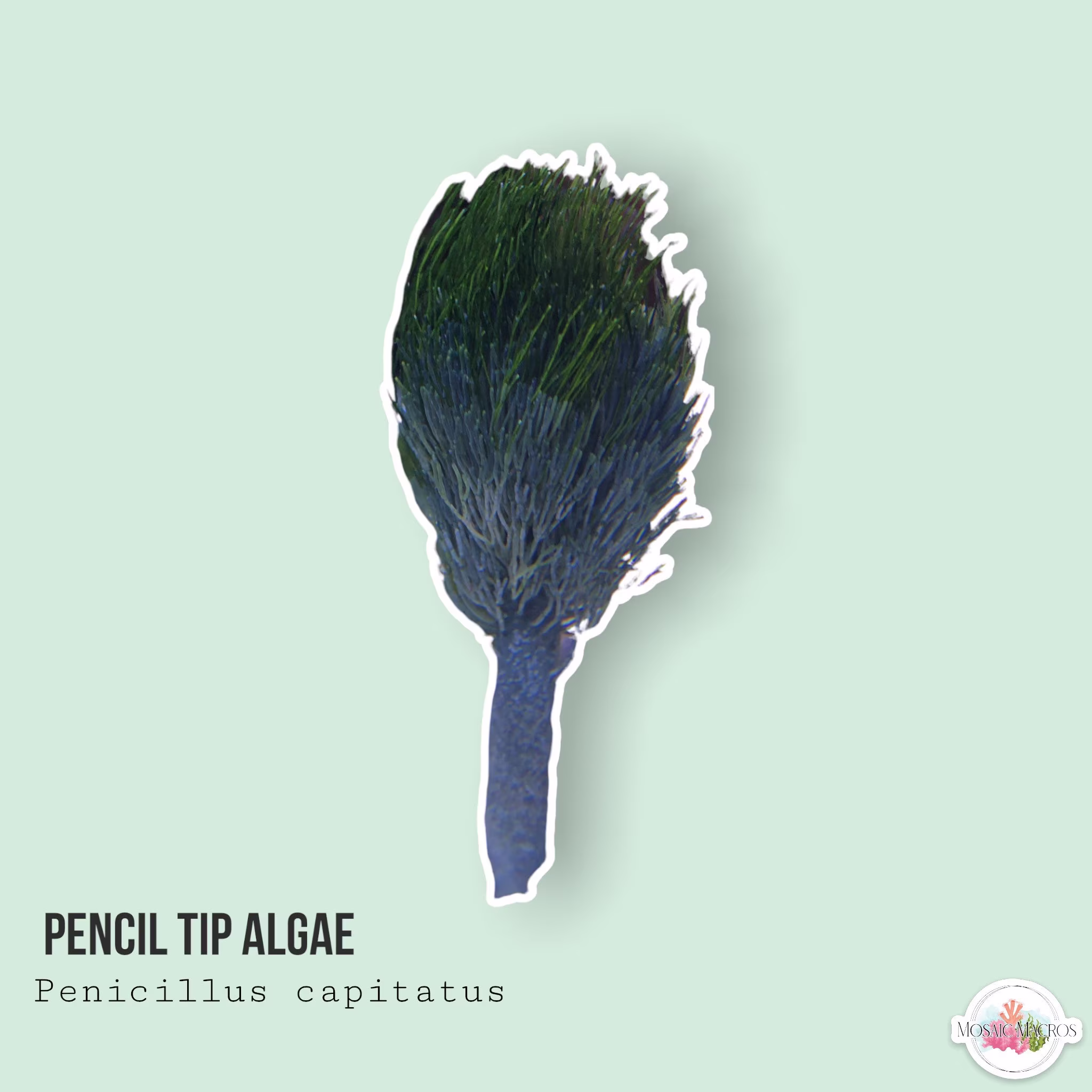 Live | Pencil Tip Algae Penicillus Capitatus Macro Algae/Macroalgae Coral For Saltwater Reef Tank/Refugium/Aquarium