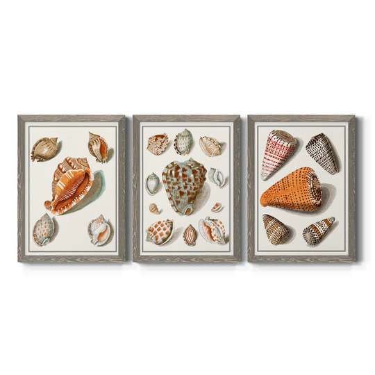 Collected Shells VII-Premium Framed Canvas - Ready to Hang - Multi-Color