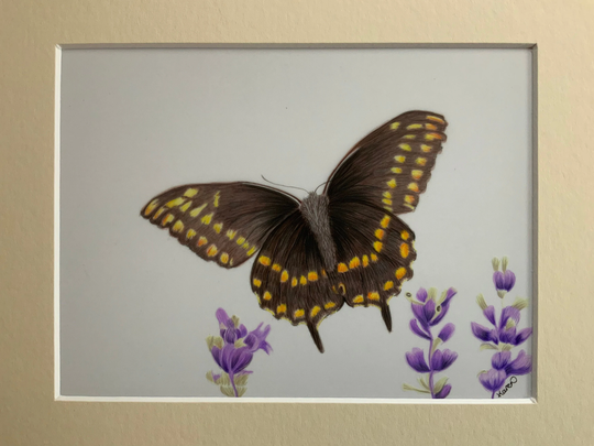 Butterfly Pencil Drawing Original - & Lavender
