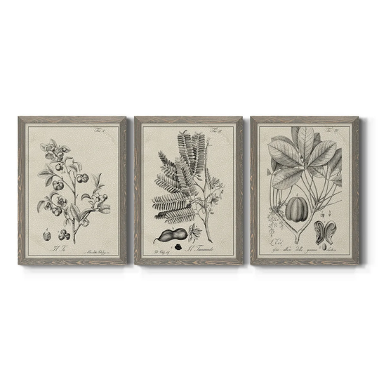 Antique Black & White Botanical IV-Premium Framed Canvas - Ready to Hang - Multi-Color