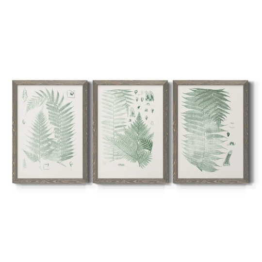 Verdure Ferns IV-Premium Framed Canvas - Ready to Hang - Multi-Color