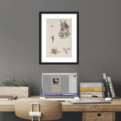 Coral Collage VII By Vision Studio Framed Art Print